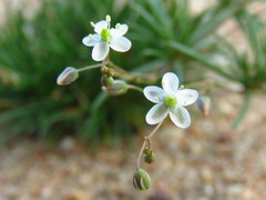 Pharnaceum aurantium