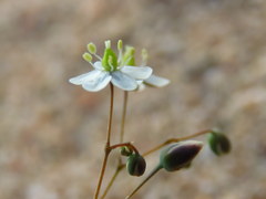 Pharnaceum aurantium