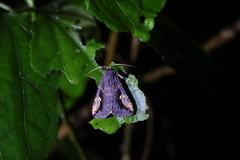 Pseudosphetta moorei