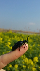 Meloe proscarabaeus