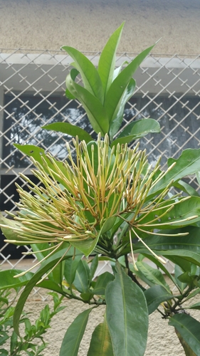 Ixora hookeri observed 2020-03-04