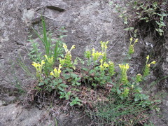 Scutellaria orientalis