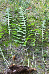 Polypodium calirhiza