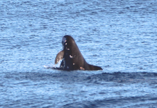 Pygmy Killer Whale