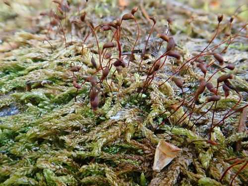 Rhynchostegium murale, 2026-04-26