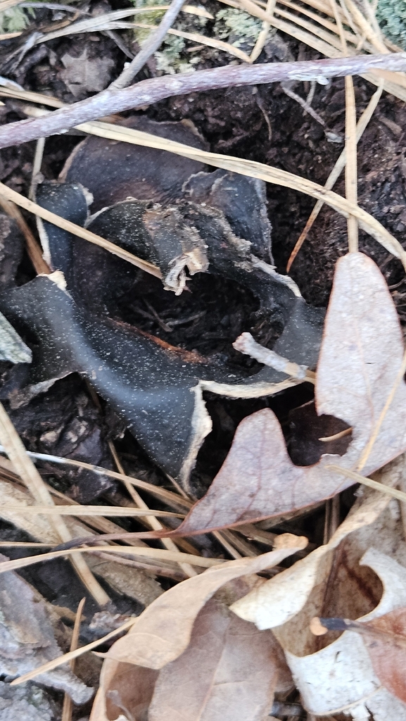 Scleroderma polyrhizum · April 2026 · photo: © rust_bucket (iNaturalist, cc-by)