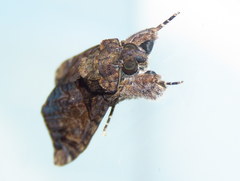 Ulotrichopus variegatus