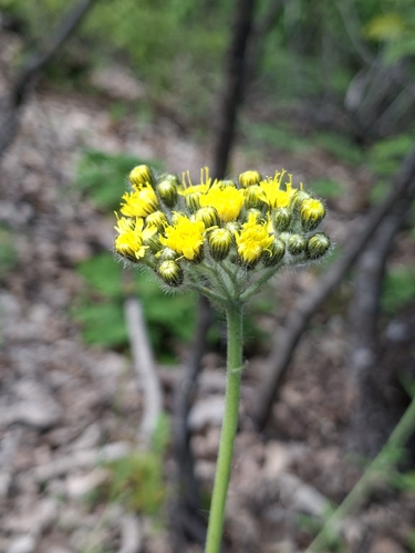 Pilosella cymosa, photograph 5