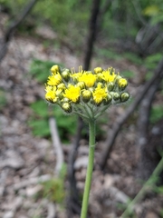 Pilosella cymosa, photograph (c) Salza Palpurina, some rights reserved (CC BY)