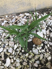 Hemerocallis fulva