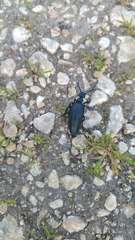 Meloe proscarabaeus