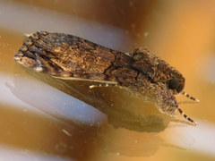 Ulotrichopus variegatus