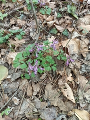 Corydalis paczoskii