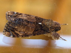 Ulotrichopus variegatus