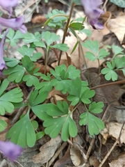 Corydalis paczoskii