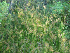 Cyperus longus tenuiflorus