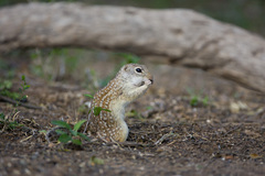 Ictidomys parvidens