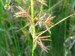 Cyperus longus tenuiflorus