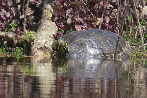 Trachemys scripta