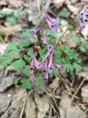 Corydalis paczoskii
