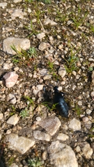 Meloe proscarabaeus