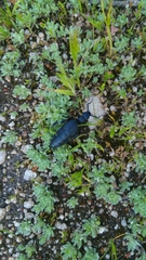Meloe proscarabaeus