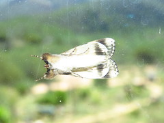 Ulotrichopus variegatus