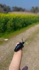 Meloe proscarabaeus