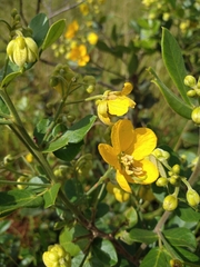 Senna rugosa