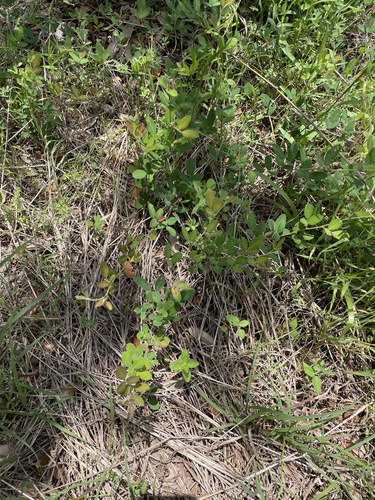 Lespedeza texana, photograph 4