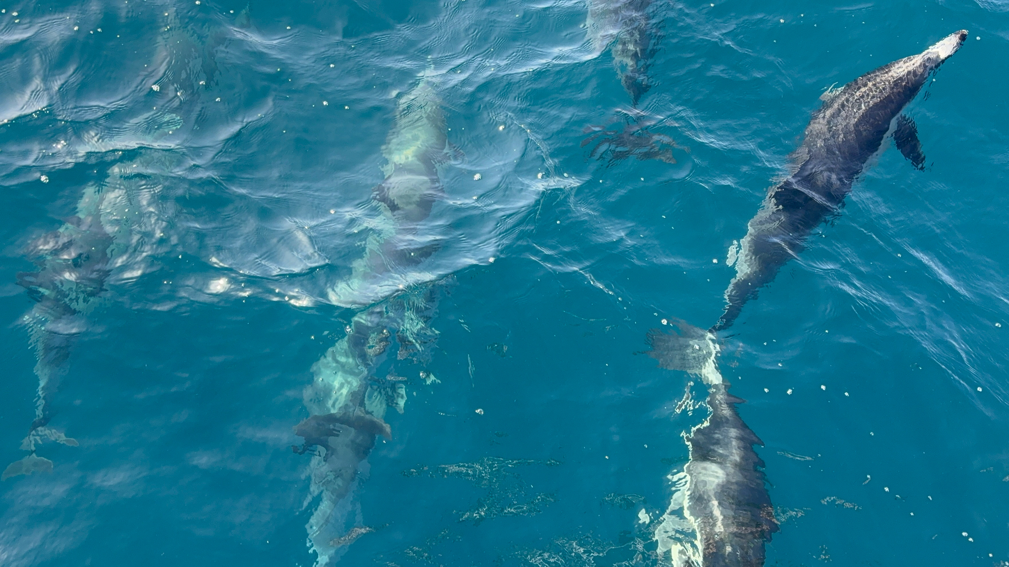 Delphinus delphis