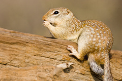 Ictidomys parvidens