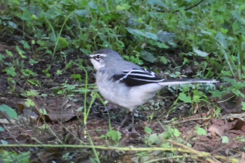 iNaturalist image