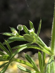 Galium aparine