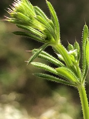 Galium aparine
