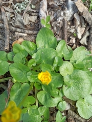 Ficaria verna calthifolia