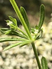 Galium aparine