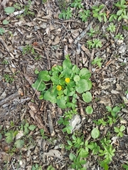 Ficaria verna calthifolia