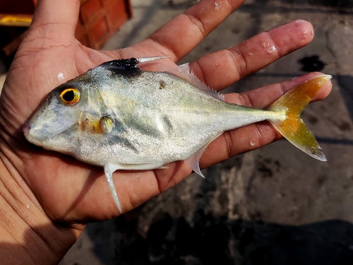 Silver tripodfish (Triacanthus nieuhofii) — Triacanthidae — 2