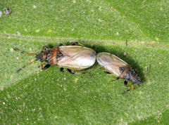 Oxycarenidae