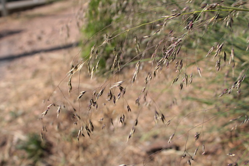 Piptatherum coerulescens