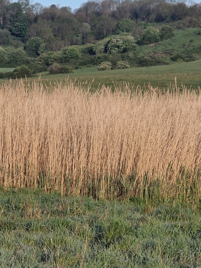 common reed from Bristol, UK on April 25, 2026 at 07:15 AM by Sean ...