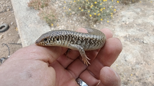 Many-scaled Cylindrical Skink