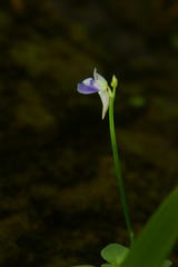 Utricularia