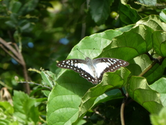 Graphium eurypylus