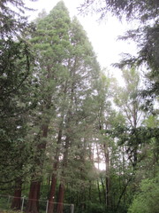 Sequoiadendron giganteum