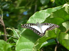 Graphium eurypylus