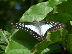 Graphium eurypylus