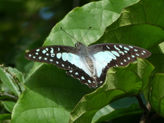 Graphium eurypylus