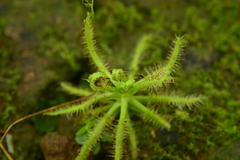 Drosera indica